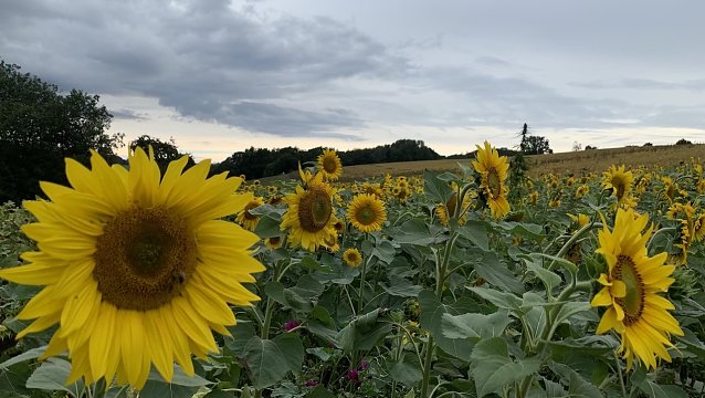 Bild: Limlingerode im August