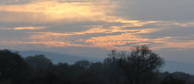 Bild: Kranichzug am Stausee Kelbra