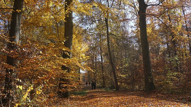 Bild: Herbst-Impressionen aus Th&uuml;ringens W&auml;ldern