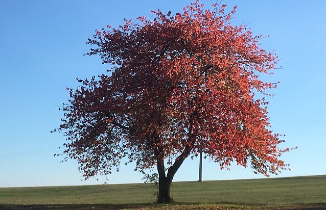 Bild: Herbst im S&uuml;dharz