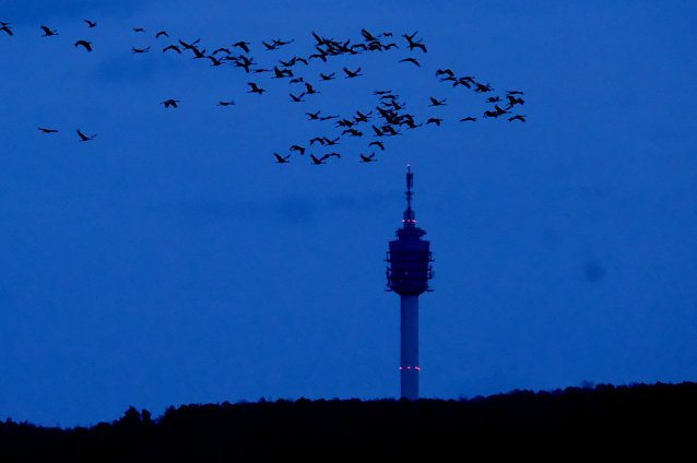 Bild: Kraniche &uuml;ber dem Kyffh&auml;user