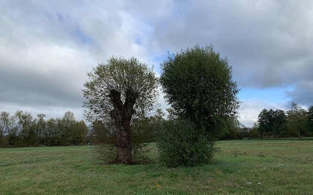Bild: Kopfweiden an der Staumauer in Kelbra