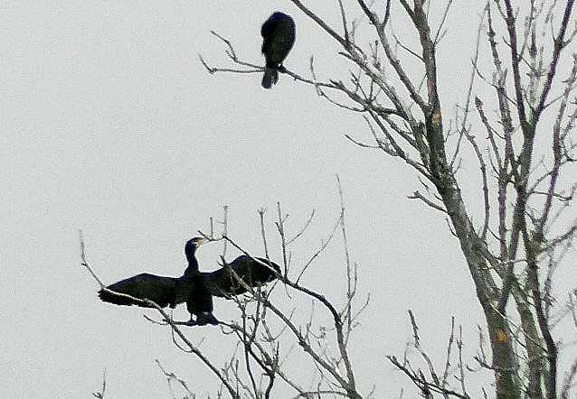 Bild: Kormorane am Stausee