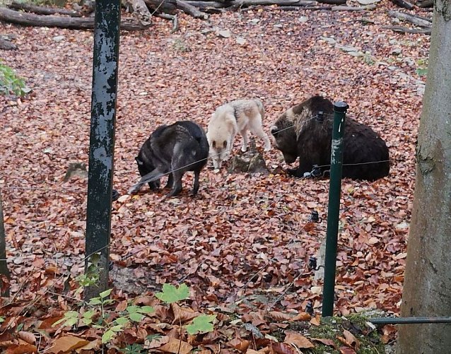 Bild: Besuch im Alternativen B&auml;renpark in Worbis