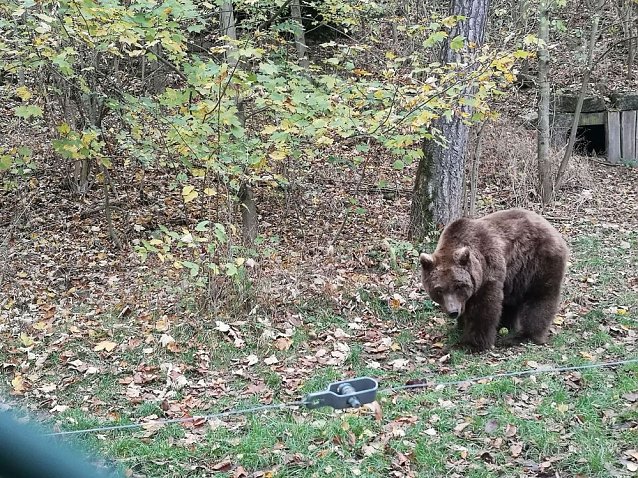 Bild: Besuch im Alternativen B&auml;renpark in Worbis