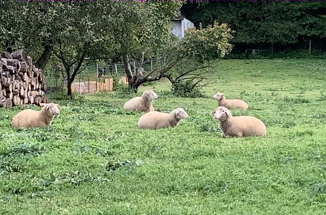 Bild: Mittagspause am Sonntag