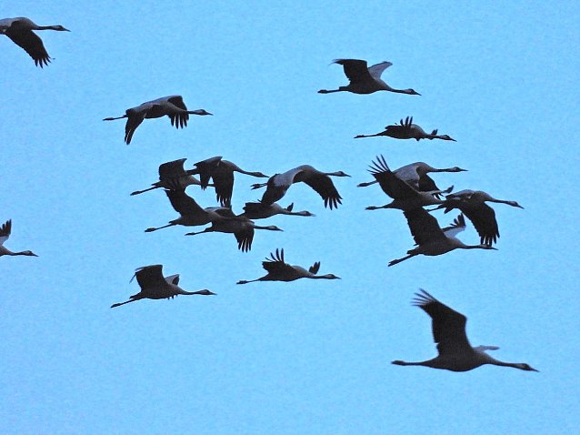 Bild: Akrobaten der L&uuml;fte
