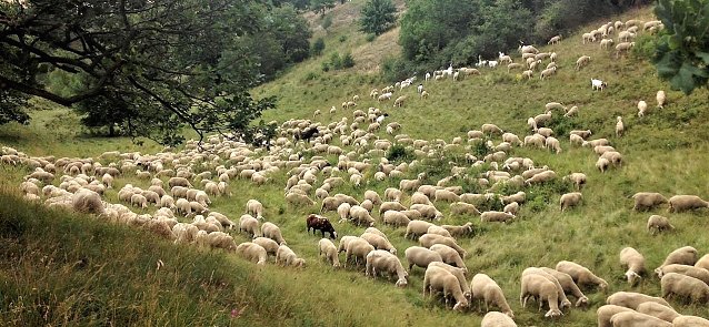 Bild: Tierische Pflegema&szlig;nahmen zur Renaturierung