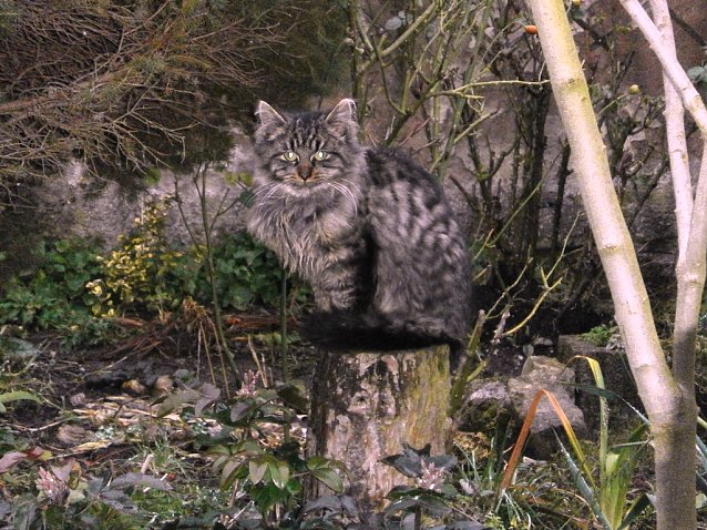 Bild: Wem geh&ouml;rt die Katze?