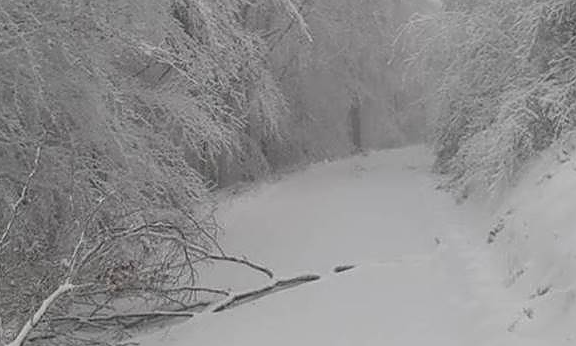 Bild: Schneebruch-Sch&auml;den im Nieders&auml;chsischen Forstamt Clausthal:  Unter der schweren Last festgefrorenen Schnees brechen Kronen und Kronenteile