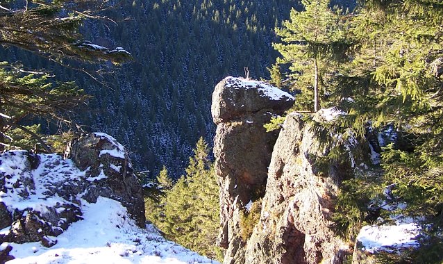 Bild: Rohstoff Holz