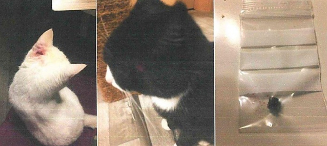 Bild: Zwei Katzen angeschossen