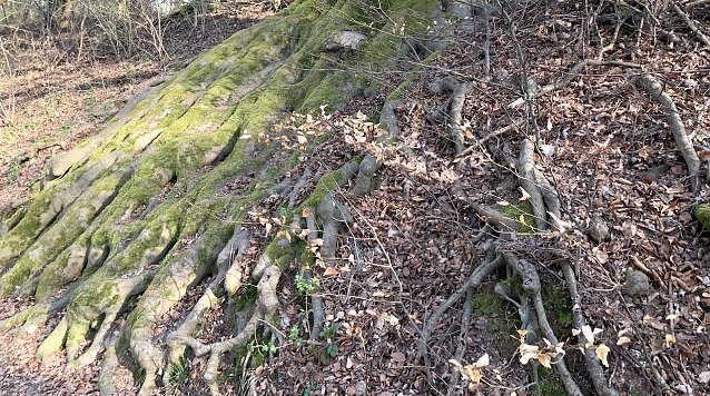 Bild: Urw&uuml;chsiger Wald in der Hohen Schrecke