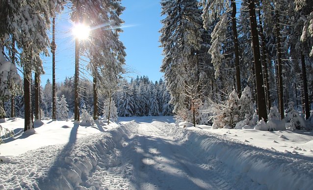 Bild: Wald in Not?