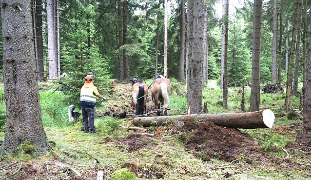 Bild: H&auml;tten Sie&acute;s gewusst? So manches Regalbrett wurde von R&uuml;ckepferden aus dem Wald transportiert