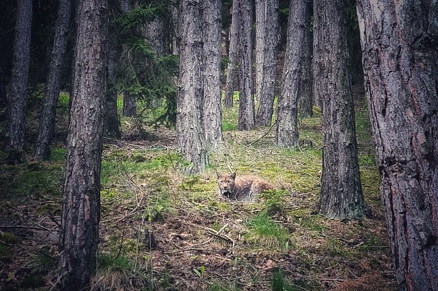Bild: Wieder heimisch, aber einsam: der Luchs