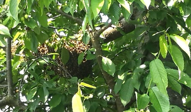 Bild: Wildbienen im Obstbaum 