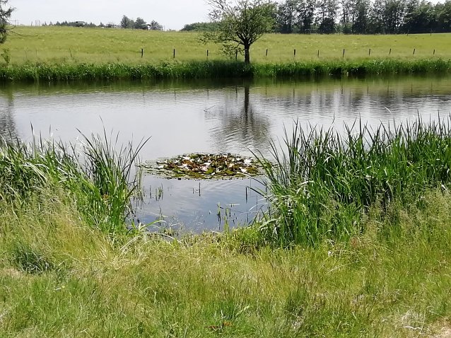Bild: Sommerimpressionen aus Sophienhof