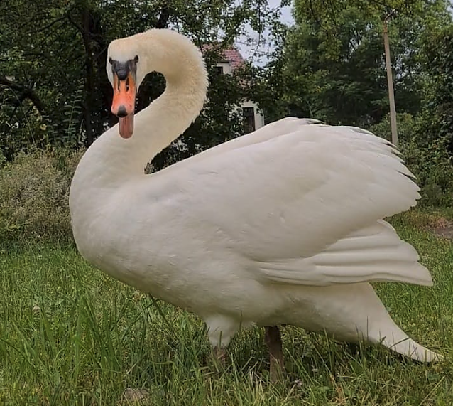 Bild: Schwan auf Abwegen in Sondershausen