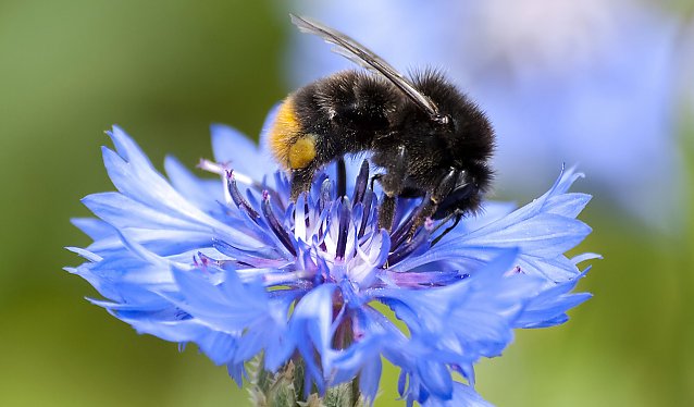 Bild: Eine Steinhummel bei der Arbeit