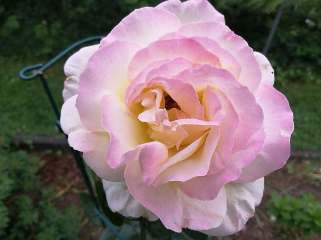 Bild: Die K&ouml;nigin der Blumen befindet sich aktuell noch in der ersten Bl&uuml;te