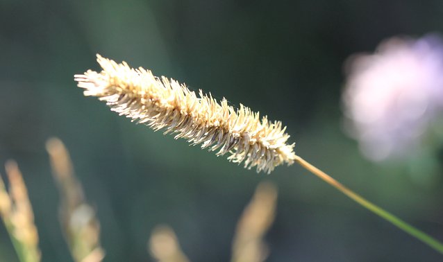 Bild: Sommer