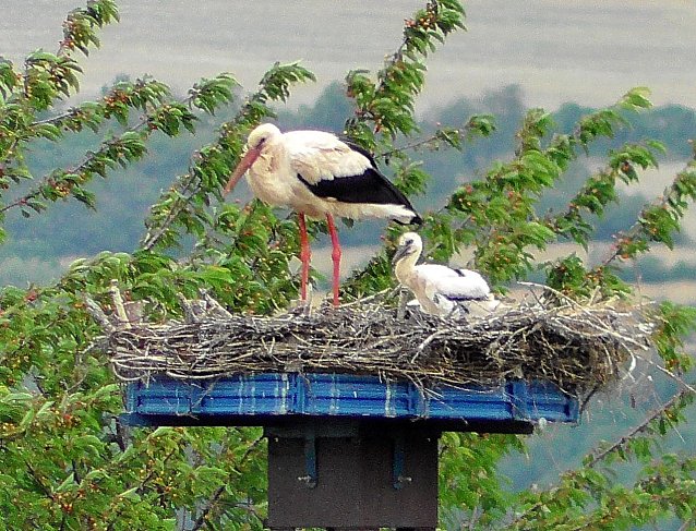 Bild: Nachwuchs am Helme-Stausee