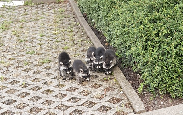 Bild: Waschb&auml;ren unterwegs in Sondershausen