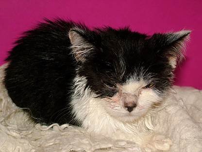 Bild: Beschlagnahmte Tiere aus Animal Hoarding F&auml;llen m&uuml;ssen im Tierheim oft m&uuml;hsam aufgep&auml;ppelt werden.