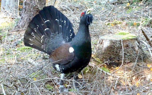 Bild: Imposanter Auerhahn- Gestern wurden junge H&auml;hne und Hennen bei Gehren ausgewildert
