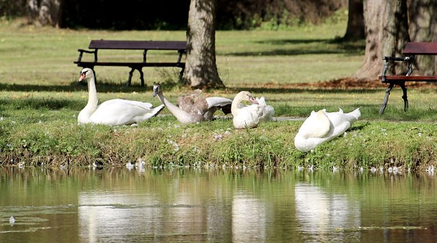 Bild: Schwanenfamilie am Schlossteich