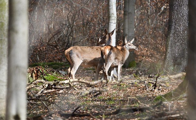 Bild: Wildtiere nutzen zur kalten Jahreszeit jede W&auml;rmequelle: In alle Richtungen sicherndes Rotwild in der Herbstsonne  
