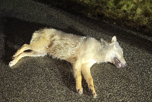 Bild: Dieser Wolf lag gestern auf der Autobahn 