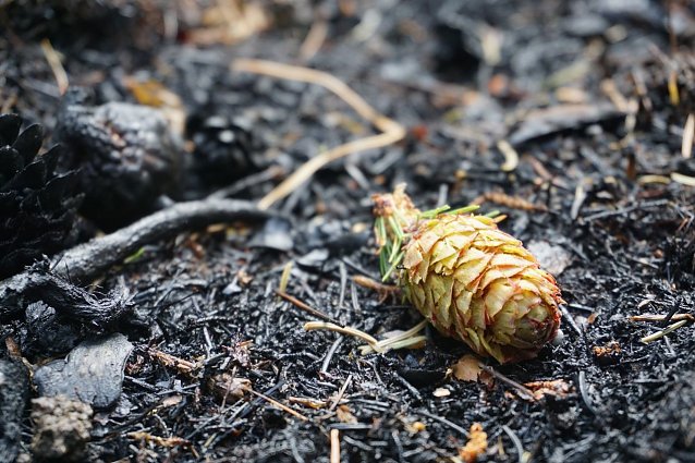 Bild: Klimaexperten sehen f&uuml;r die n&auml;chsten Jahrzehnte, bedingt durch trockenere Fr&uuml;hjahre und hei&szlig;ere Sommer, eine Zunahme der Waldbrandgefahr voraus
