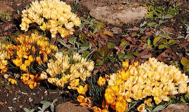 Bild: Krokusse recken ihre K&ouml;pfe