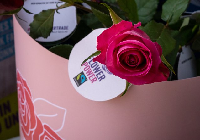 Bild: Fair gehandelte Rosen 