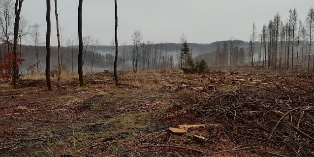 Bild: 4 Grad plus, Windstille und Nebel in den Tallagen meldet der Harz heute 