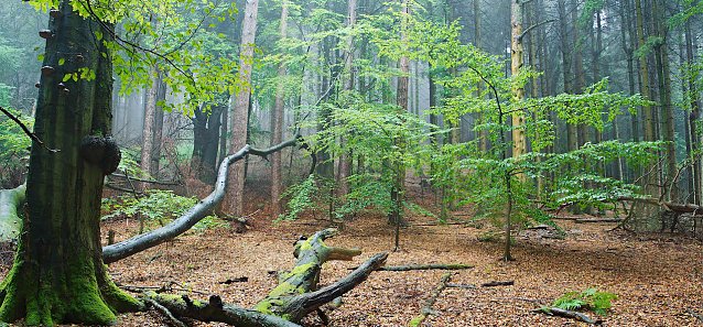 Bild: Der Wald braucht Ruhe
