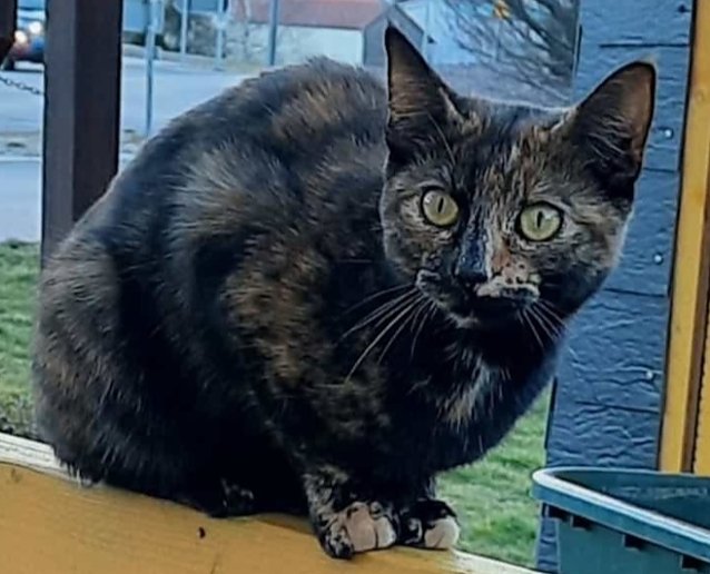 Bild: Wer hat diese Katze gesehen?