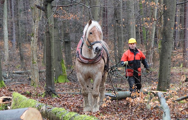 Bild: Die nachhaltige Holznutzung in heimischen W&auml;ldern ist Zukunftsvorsorge: Holzbau und Bio&ouml;konomie ben&ouml;tigen diesen Rohstoff