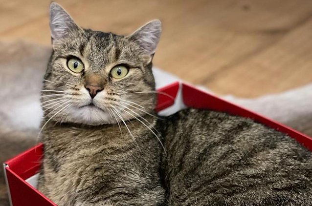 Bild: Kater Chester vermisst