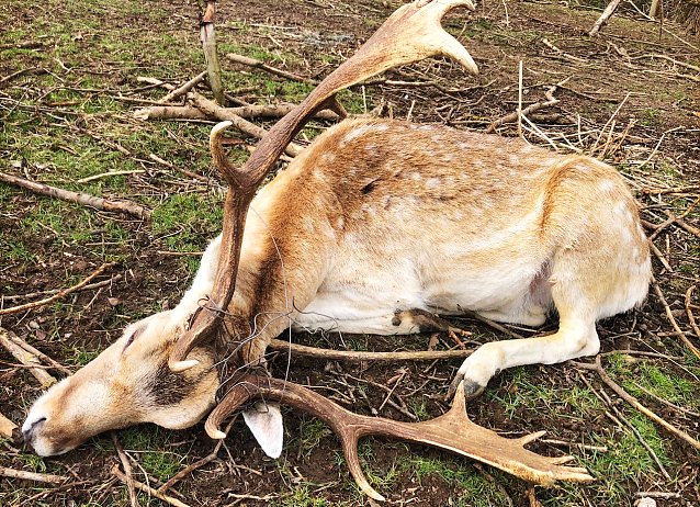 Bild: Bet&auml;ubter Damhirsch im Wildgatter in Rockstedt mit Teilen des Drahtzauns in seinem Geweih