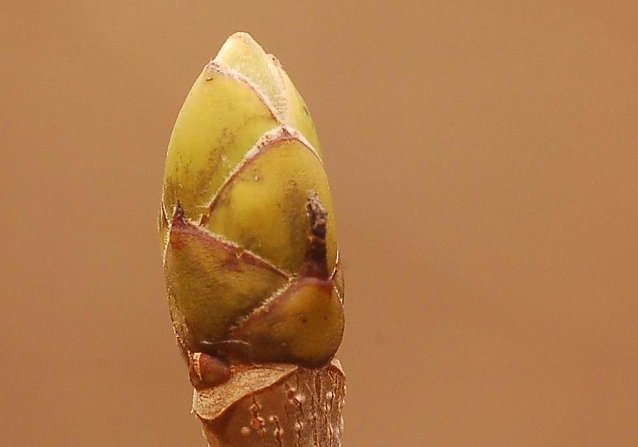 Bild: Bergahorn-Knospe
