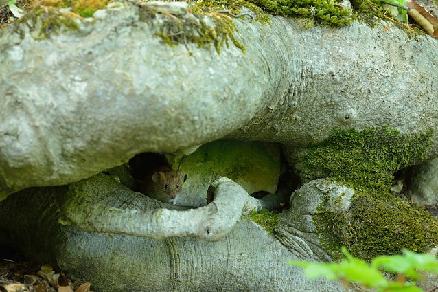 Bild: Mit etwas Gl&uuml;ck bekommt man auf dem Possen auch so einen Schnappschuss hin: eine Waldmaus