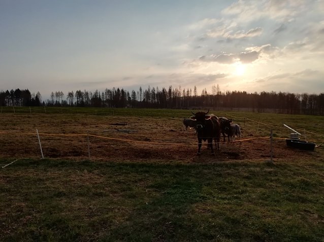 Bild: Sonnenaufgang &uuml;ber Sophienhof heute morgen