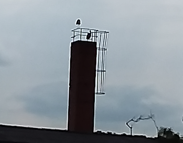 Bild: P&uuml;nktlich zum 1. Mai sind in Bad Frankenhausen die St&ouml;rche angekommen