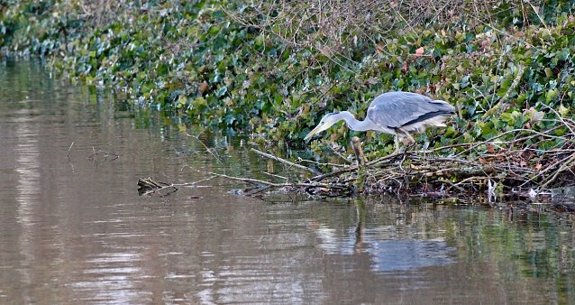Bild: Graureiher bei der Jagd