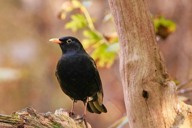 Bild: Z&auml;hl mal wer da fliegt - am Wochenende bittet der NABU wieder zur Stunde der Gartenv&ouml;gel