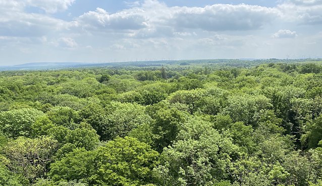 Bild: Blick vom Baumkronenpfad im Hainich