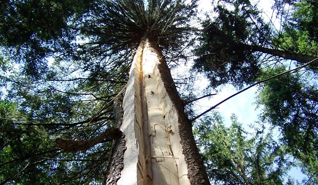 Bild: F&uuml;r einen Schutzsuchenden w&auml;re der Standort nahe am Baum t&ouml;dlich gewesen